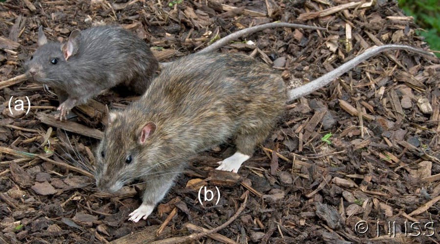 Species comparison Rattus species comparison; (a) Rattus rattus (black rat). (b) Rattus norvegicus (brown rat). Museum mounted taxidermy specimens.