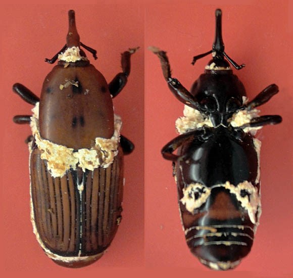 Natural enemy Rhynchophorus ferrugineus (red palm weevil); natural enemy. Dorsal and ventral views of Beauveria bassiana, sporulating on the cadaver of a red palm weevil.