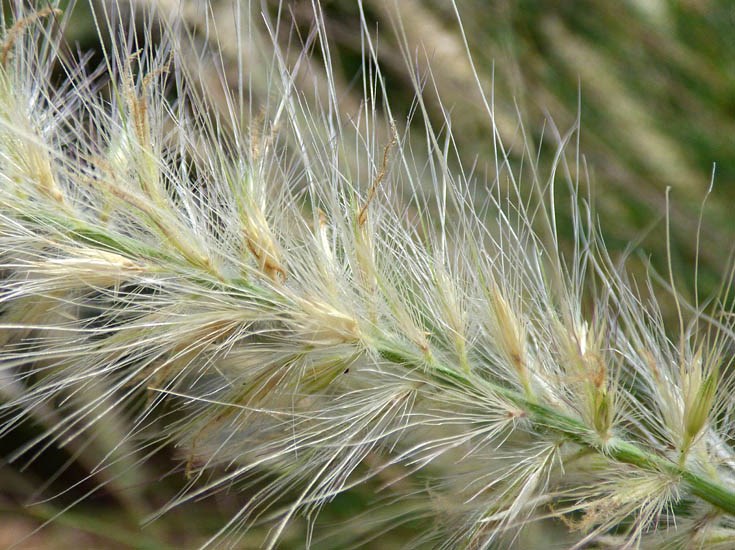 Seedhead Pennisetum setaceum (fountain grass); close-up of seedhead. Green Cay Nature Center, Boynton Beach, Florida, USA. July 2016.