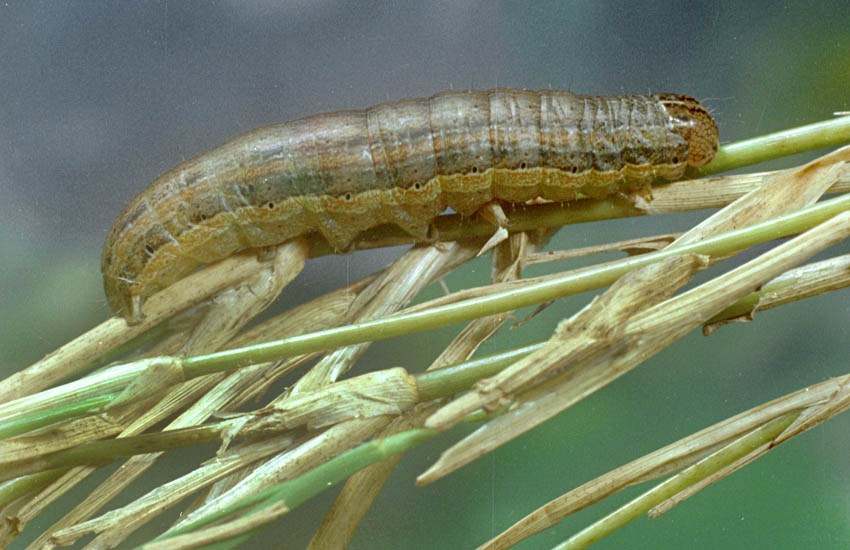 Larva Spodoptera frugiperda (fall armyworm); larva on bermuda grass (Cynodon dactylon).