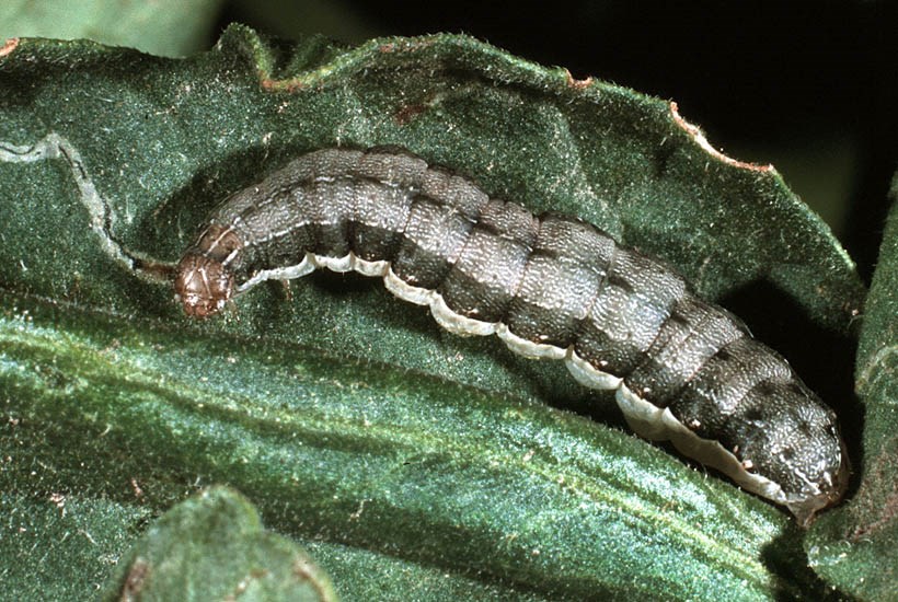 Larva Spodoptera frugiperda (fall armyworm); larva on tomato (Lycopersicon esculentum).