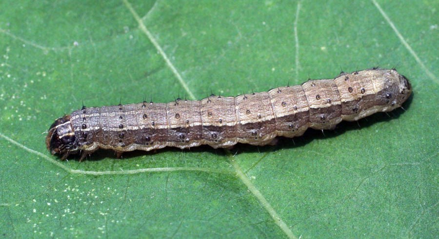 Larva Spodoptera frugiperda (fall armyworm); larva, on cotton (Gossypium hirsutum L.). USA.