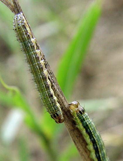 Larva Spodoptera frugiperda (fall armyworm); larva on hay grass. USA. August 2006.