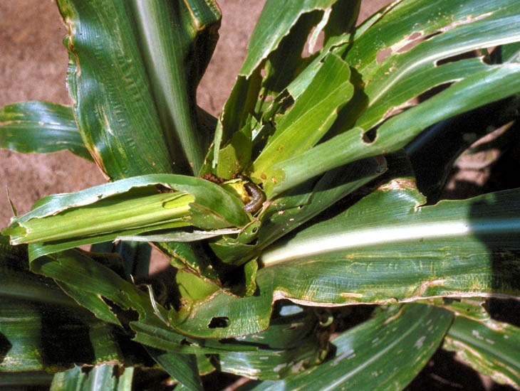 Larval damage Spodoptera frugiperda (fall armyworm); larval damage in whorl of maize (Zea mays).