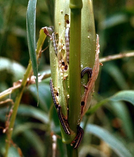 Larval damage Spodoptera frugiperda (fall armyworm); larval damage on maize (Zea mays).