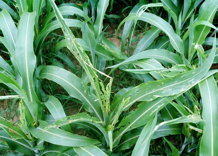Larval damage Spodoptera frugiperda (fall armyworm); larval damage on sorghum (Sorghum bicolor).