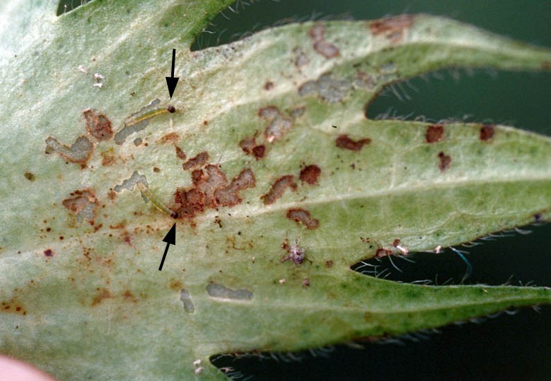 Larvae Spodoptera frugiperda (fall armyworm); early instar larvae (arrowed), and damage on cotton boll bract (Gossypium hirsutum).