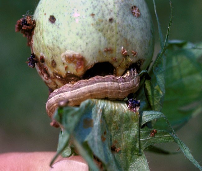 Larval damage Spodoptera frugiperda (fall armyworm); severe larval damage on cotton boll (Gossypium hirsutum).