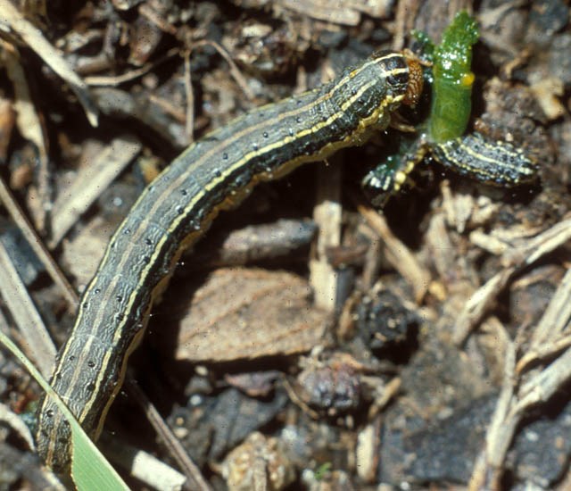Larval cannibalism Spodoptera frugiperda (fall armyworm); larval cannibalism. Honduras.