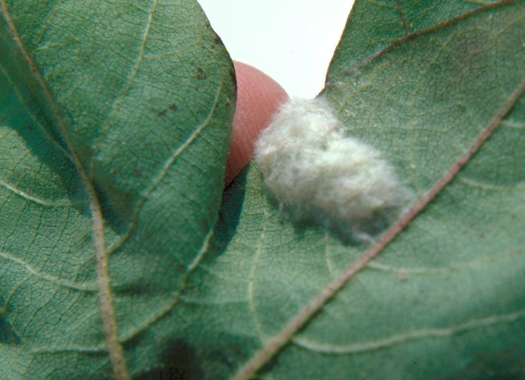 Egg mass Spodoptera frugiperda (fall armyworm); egg mass on cotton (Gossypium hirsutum).
