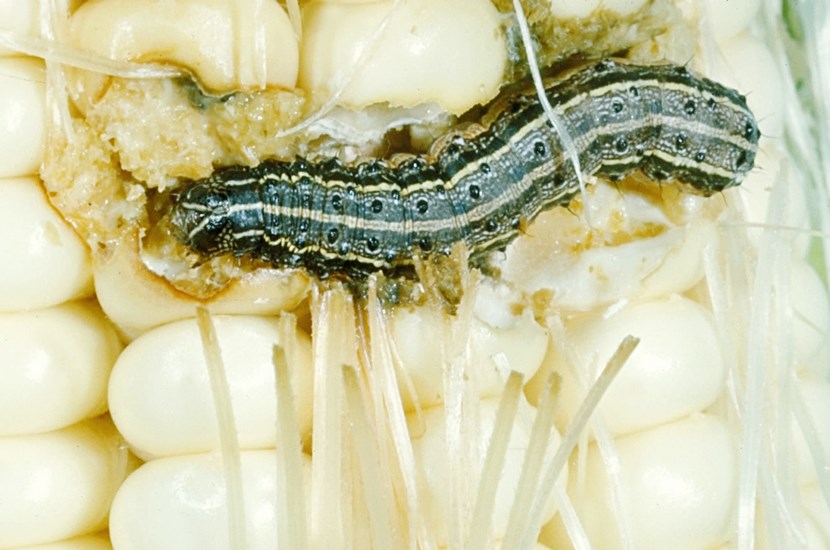 Larva Spodoptera frugiperda (fall armyworm); larva on maize cob. The larvae, which are marked with a distinct inverted "Y" on the front of the head, feed on a wide variety of plants, and are a particular problem in fall seeded alfalfa and wheat. Milo, sweet corn, and field corn also are important hosts. Laboratory image. USA.