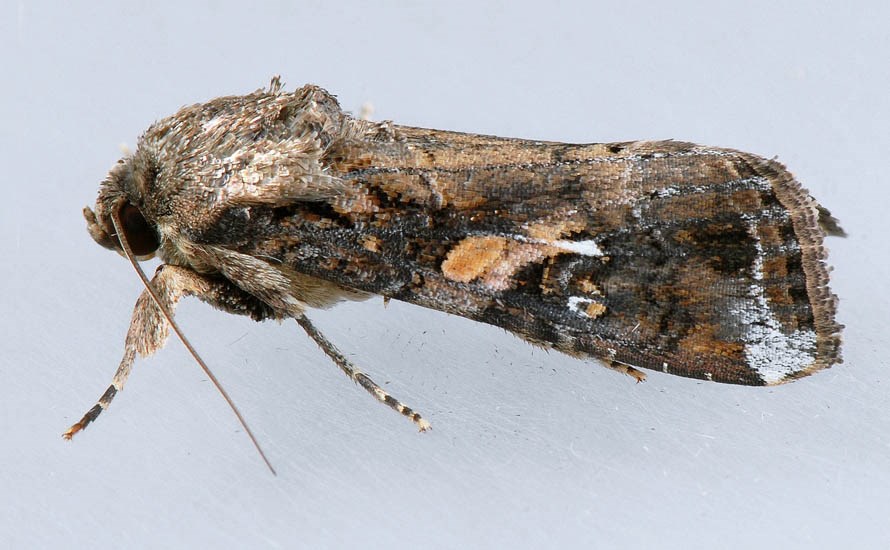 Adult Spodoptera frugiperda (fall armyworm); adult at rest, lateral view. Laboratory image. USA.