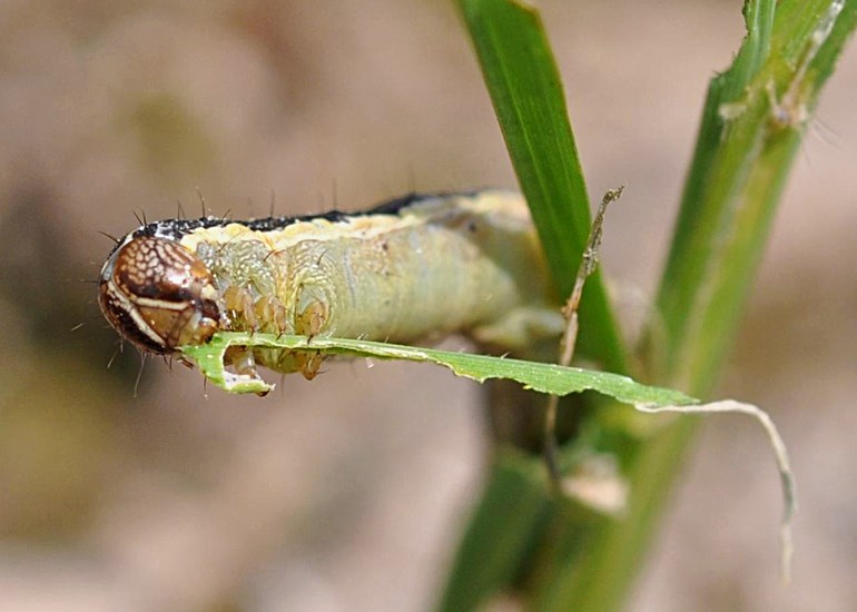 Larva Spodoptera frugiperda (fall armyworm); larva feeding on rice (Oryza sativa).