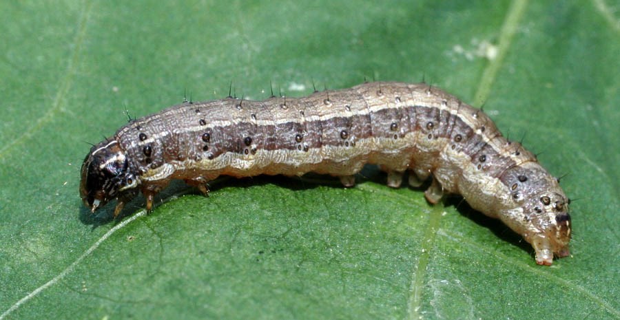 Larva Spodoptera frugiperda (fall armyworm); larva, on cotton (Gossypium hirsutum). USA.