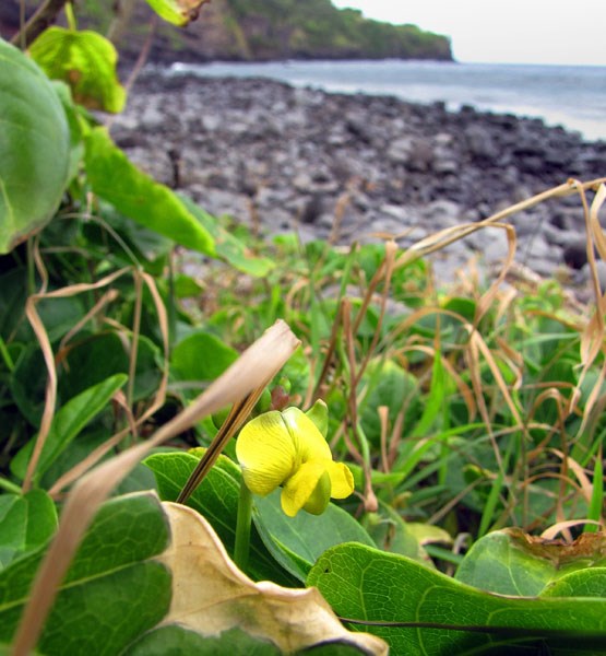 Habit Vigna marina (beach bean); habit and habitat, showing flowers and leaves. Backside Lelekea Bay, Maui, Hawaii, USA. June 2012.