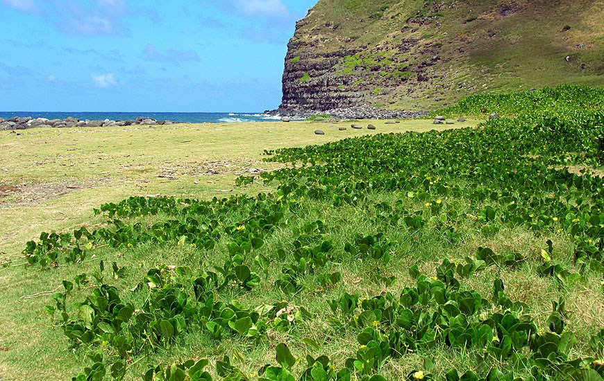 Habit Vigna marina (beach bean); habit. Halawa Bay, Molokai, Hawaii, USA. May 2005.