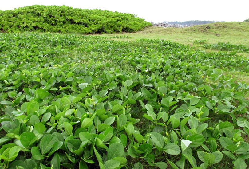 Habit Vigna marina (beach bean); habit. Waihee Coastal Preserve, Maui, Hawaii, USA. June 2016.