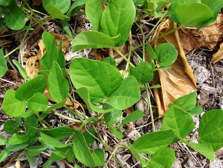Habit Vigna marina (beach bean); habit, showing leaves. Kipahulu Camp, Haleakala National Park, Maui, Hawaii, USA. February 2009.