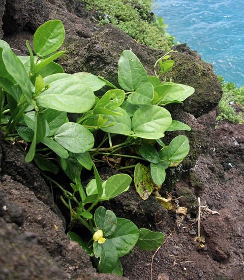 Habit Vigna marina (beach bean); habit, on rocky coast. Alau, Maui, Hawaii, USA. April 2005.
