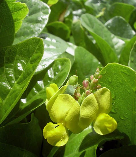 Flowers and leaves Vigna marina (beach bean); flowers and leaves. Puhilele Point, Haleakala National Park, Maui, Hawaii, USA. April 2004.
