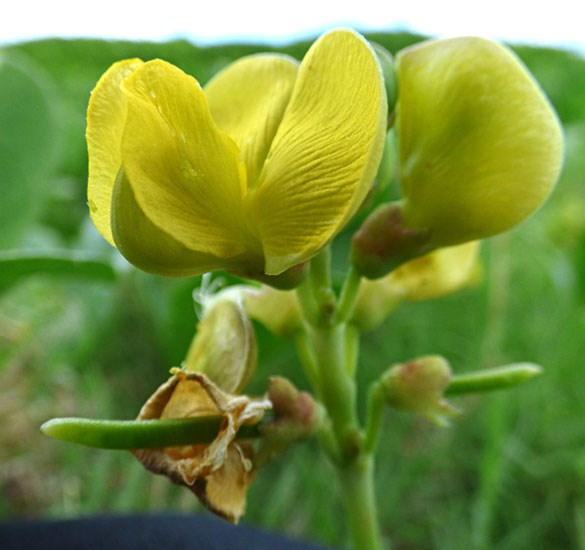 Flowers Vigna marina (beach bean); flowers and developing seed pods. Waihee Coastal Preserve, Maui, Hawaii, USA. June 2016.