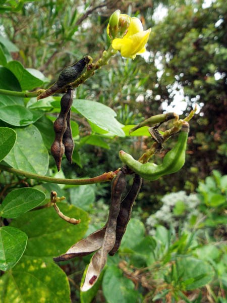 Flowers and seed pods Vigna marina (beach bean); flowers and seed pods. MISC HQ Piiholo, Maui, Hawaii, USA. December 2013.