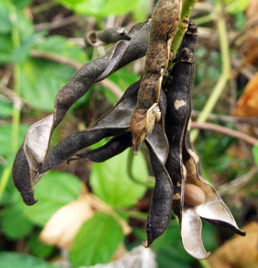 Seed pods Vigna marina (beach bean); mature seed pods. MISC HQ Piiholo, Maui, Hawaii, USA. December 2013.