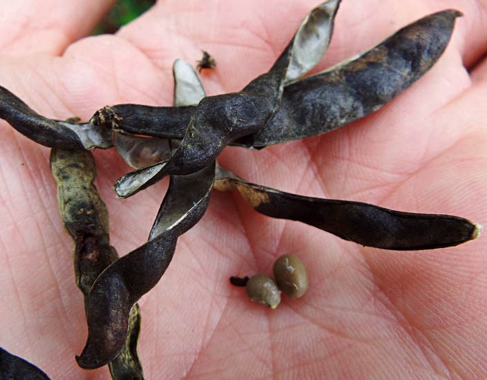 Seed pods Vigna marina (beach bean); mature seed pods and two seeds in hand. MISC HQ Piiholo, Maui, Hawaii, USA. December 2013.