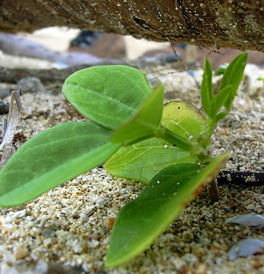 Seedling Vigna marina (beach bean); seedling. Kanaha Beach, Maui, Hawaii, USA. March 2004.