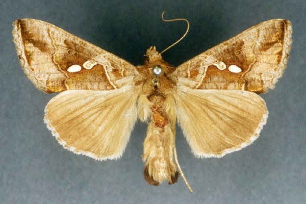 Adult Chrysodeixis eriosoma (green looper caterpillar); adult. Museum set specimen.