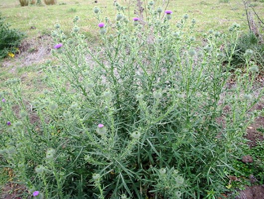Habit Growth form showing extensive branching and abundant flowers.