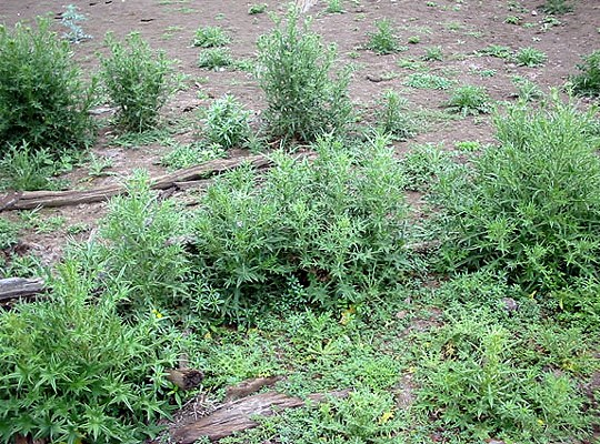 Infestation Infestation of thistles.