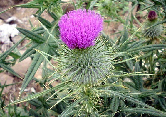 Flower Flower, showing the dense inflorescence.