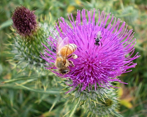 Flowers Close-up of flowers. Note that despite its pernicious habits, the thistle is a productive source of nectar for many insects such as this Apis sp. honey bee.