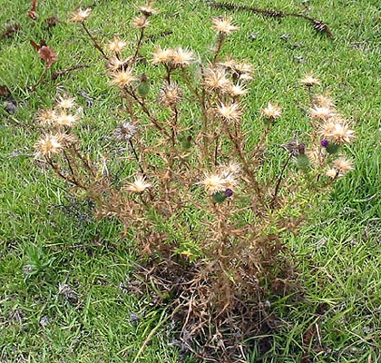 Mature plant Mature thistle showing the abundant seed heads.