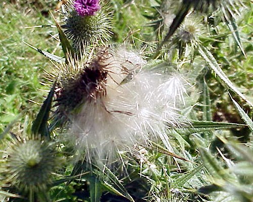 Seed head Close-up of seed head.