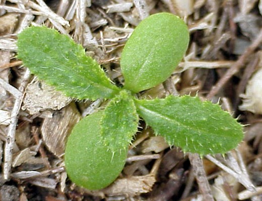 Seedling Young seedling.