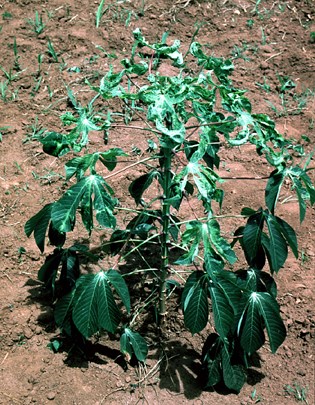 Symptoms Cassava mosaic disease (African cassava mosaic); symptoms on cassava.