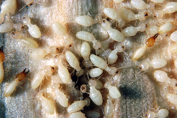 Colony Coptotermes formosanus (Formosan subterranean termite); the white, soft-bodied, workers are the most commonly seen caste in a C. formosanus colony and, are responsible for food acquisition and maintenance of nest galleries. Soldiers have an orange-brown, oval-shaped, head with curved mandibles and are responsible for defending the colony against invaders, such as ants.