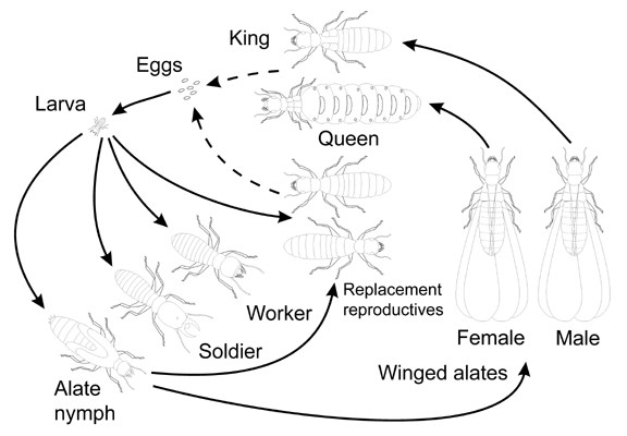 Life history Coptotermes formosanus (Formosan subterranean termite); life history.