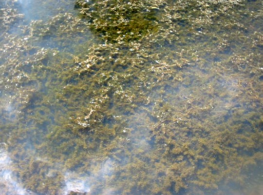 Habit Habit showing dense mat of submerged foliage.