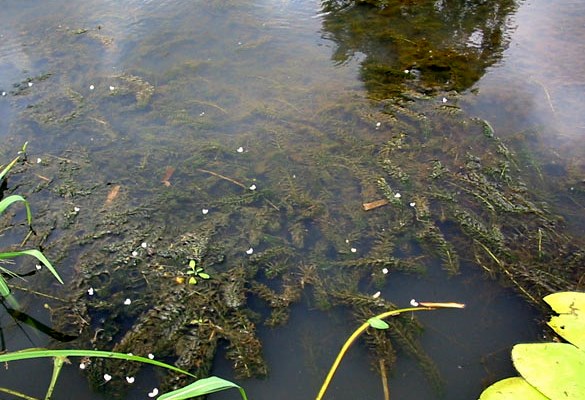 Habit Habit showing dense mat of submerged foliage.