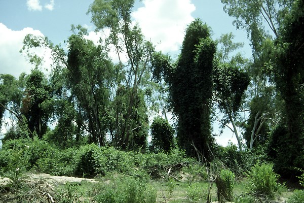 Habit C. grandiflora invading and smothering gallery forest. Northern Queensland, Australia.