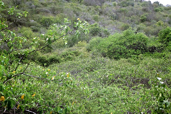 Habit C. grandiflora smothering endemic plants in Curação National Park.