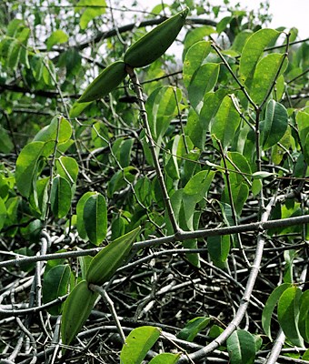Fruits Paired, horizontally-opposed green fruits of C. grandiflora in Curação.