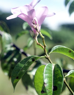 Flower Close-up of Cryptostegia madagascariensis flower in Madagascar. Putative hybrids formed between C. grandiflora and C. madagascariensis in a small sympatric range in Madagascar (Marohasy and Forster, 1991), are distinguished by intermediate floral morphology.