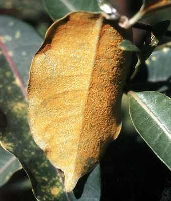 Natural enemy The rust Maravalia cryptostegiae on C. grandiflora in Madagascar.