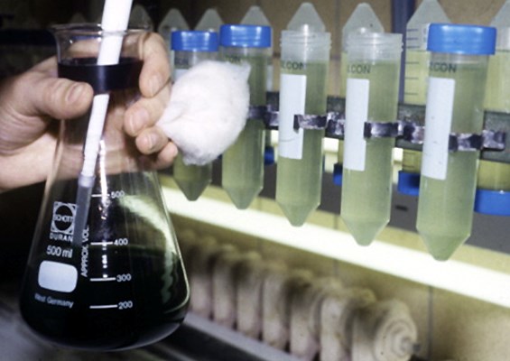Rotifer stock cultures Rotifer stock cultures kept in closed vials on a rotor are fed with algae.