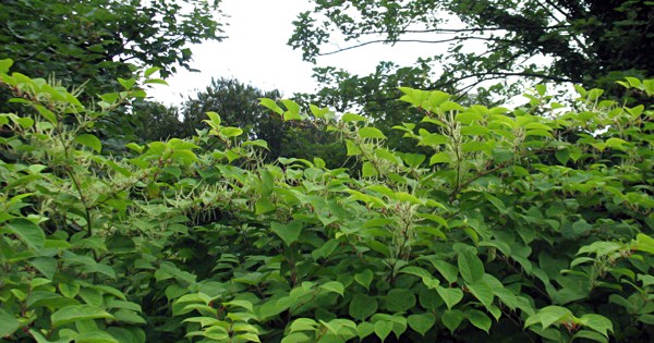 Invasive habit Fallopia japonica (Japanese knotweed); infestation on the banks of the River Lee, near the University College Cork campus, Ireland. 05 August 2008.