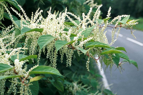 Habit Fallopia japonica (Japanese knotweed); habit as a roadside stand, showing foliage and young flowers. UK.